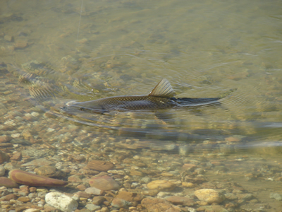 Iberian barbel